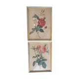 Two botanical plates.