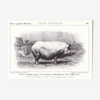 19th Century Lithograph 1857 Deco Pig Pork Pig Restaurant Butchery Charcuterie English Breed