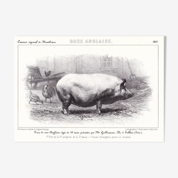 Lithographie XIXe 1857 Deco Cochon Porc Pig Restaurant Boucherie Charcuterie Race Anglaise