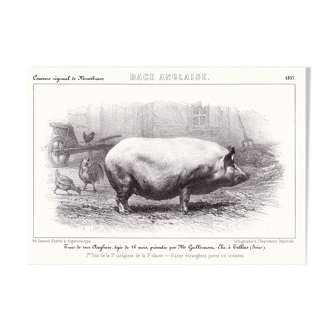 Lithographie XIXe 1857 Deco Cochon Porc Pig Restaurant Boucherie Charcuterie Race Anglaise