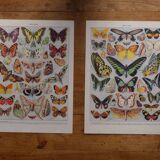 Lithographies originales sur les papillons