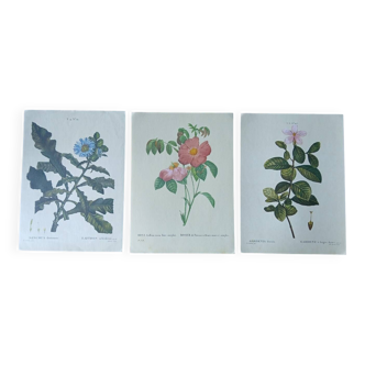 Set of 3 botanical posters - rose, gardenia, sonchus flowers