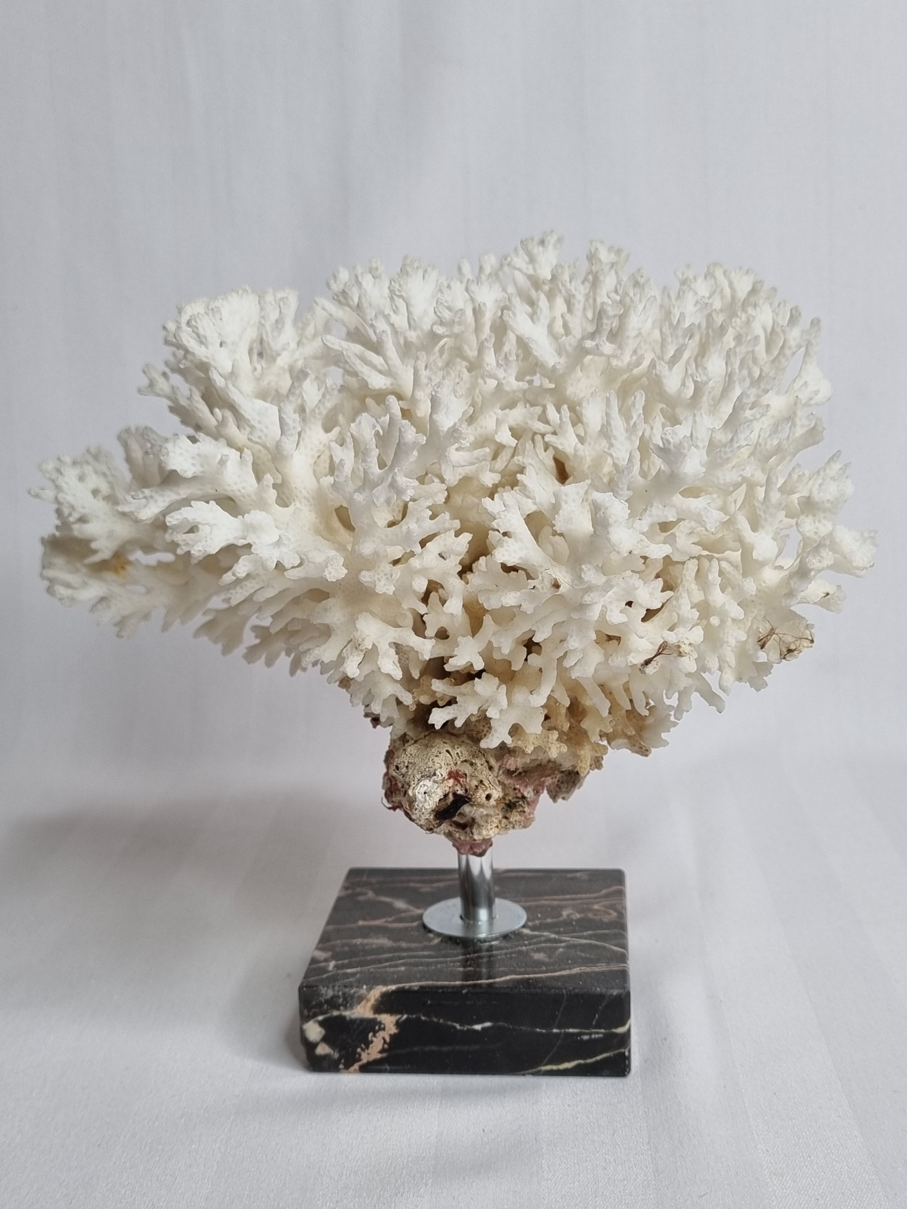 Ancient white coral on portor marble base