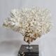 Ancient white coral on portor marble base
