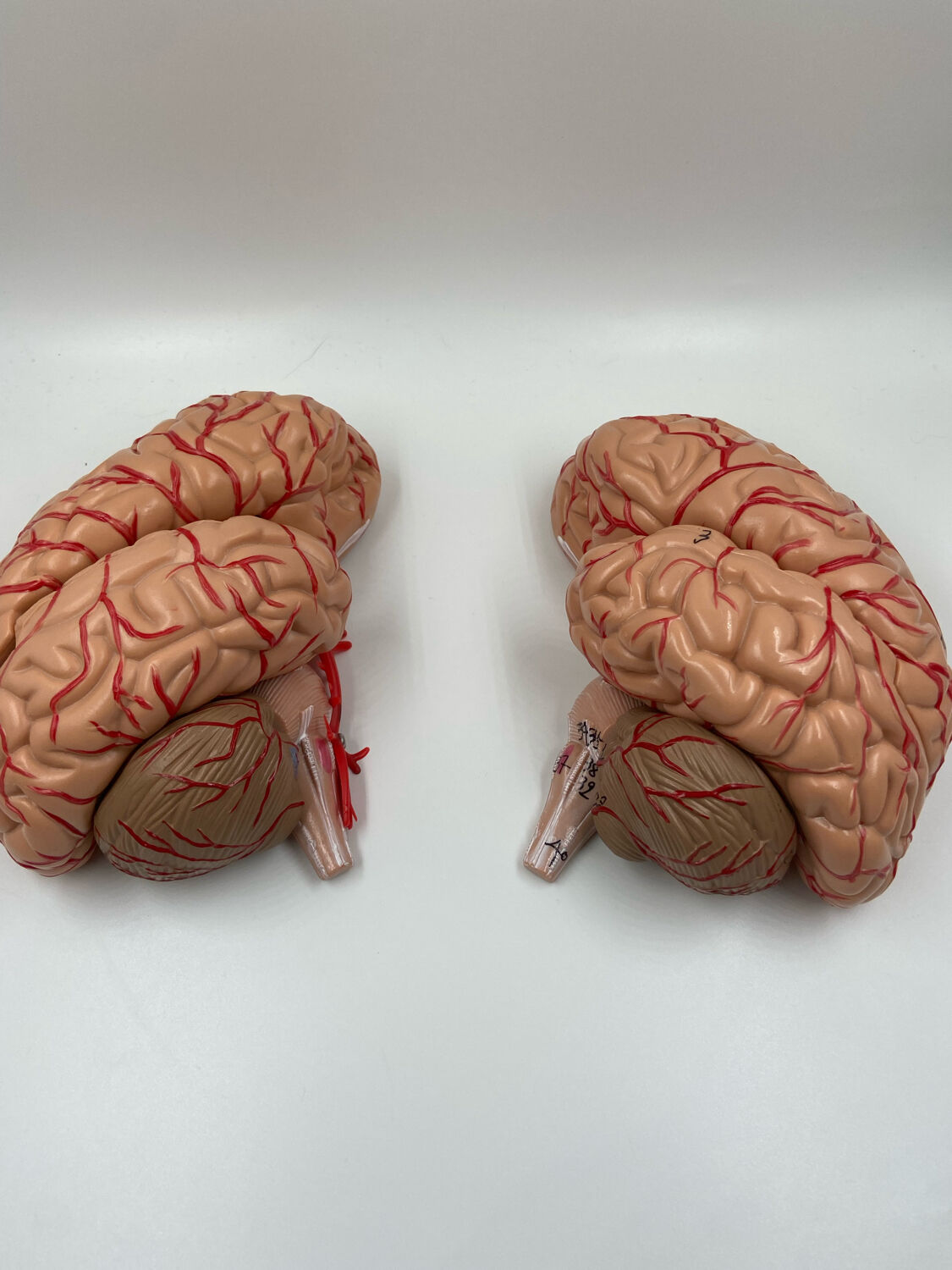 Anatomical brain model