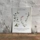 Botanical plank herbal tea of catarrh