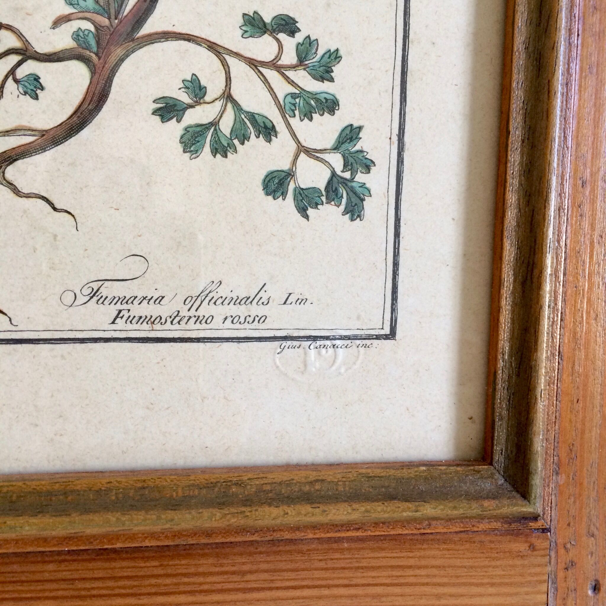 Framed botanical board