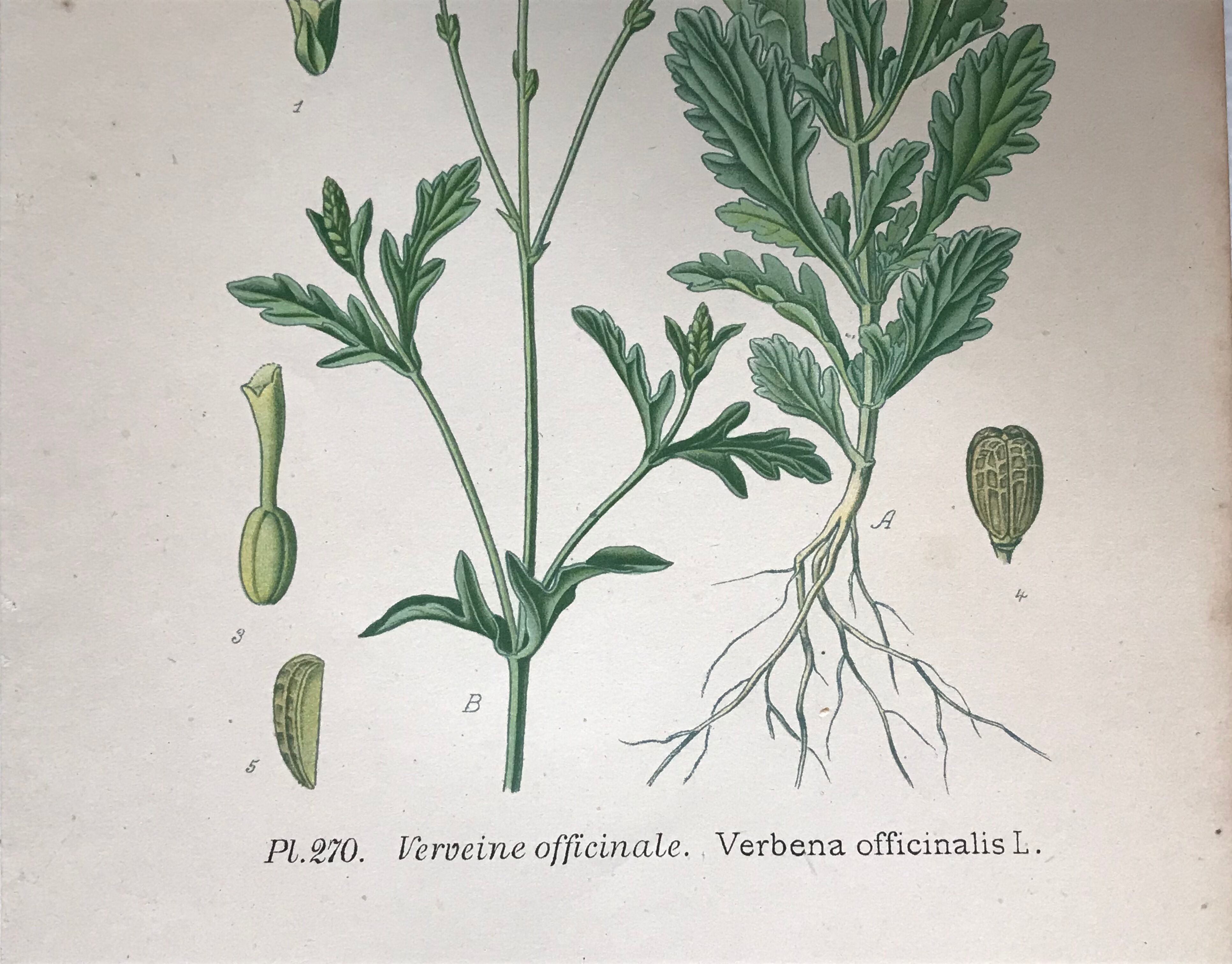 Three botanical plates xixth