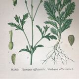 Three botanical plates xixth