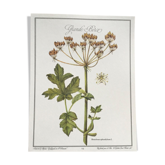 Planche botanique la grande berce