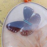 Pair of vintage butterfly frames