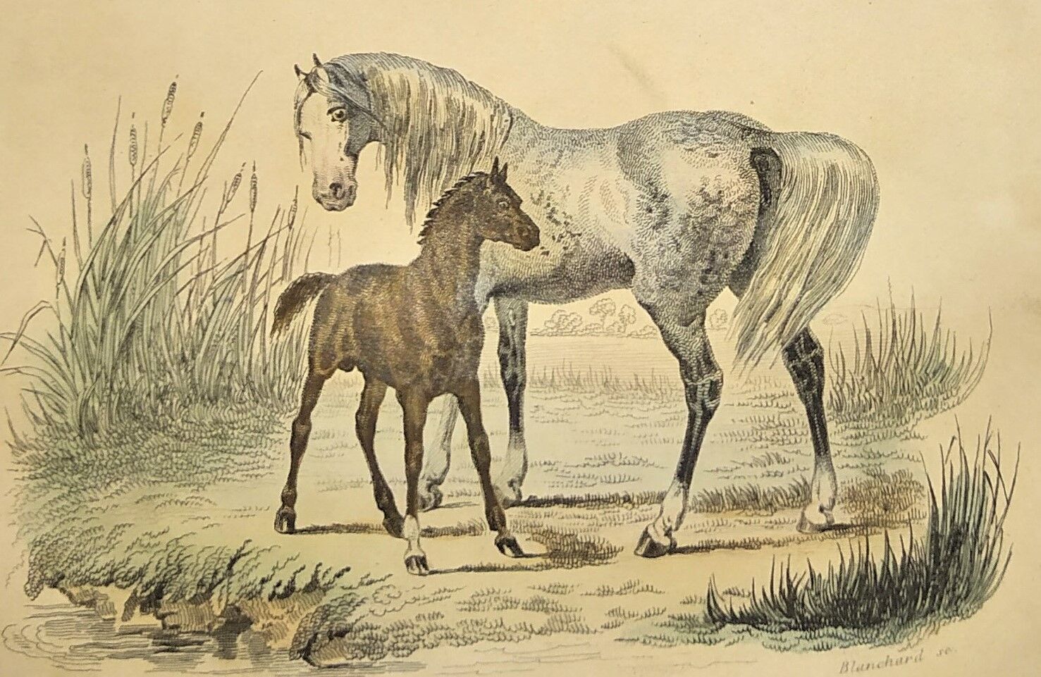 ORIGINAL ZOOLOGICAL FRAME ENGRAVING FROM 1839 " WHOLE HORSE,....,.... "