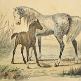 ORIGINAL ZOOLOGICAL FRAME ENGRAVING FROM 1839 " WHOLE HORSE,....,.... "