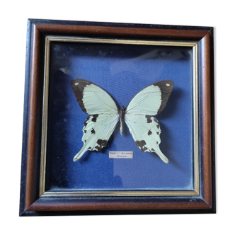 Tableau cadre vitré papillon dardanus