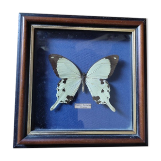 Glass frame painting Papillon Dardanus