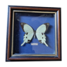 Glass frame painting Papillon Dardanus