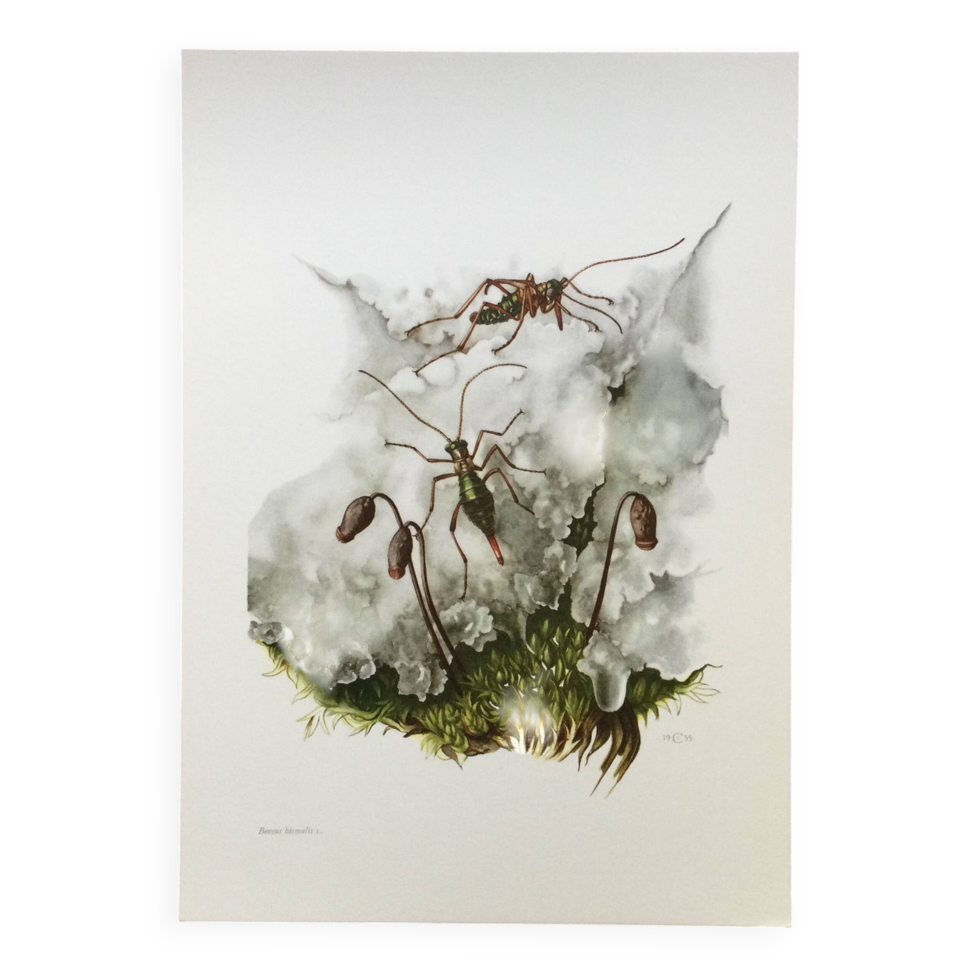 Vintage Insect Print Old Illustration from the 60s