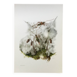 Vintage Insect Print Old Illustration from the 60s