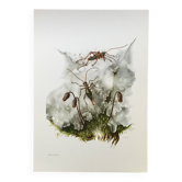 Impression vintage Insectes Illustration ancienne années 60