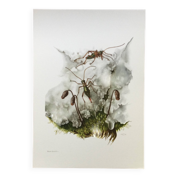 Impression vintage Insectes Illustration ancienne années 60
