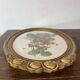 Framed botanical print of Fragaria Grandiflora