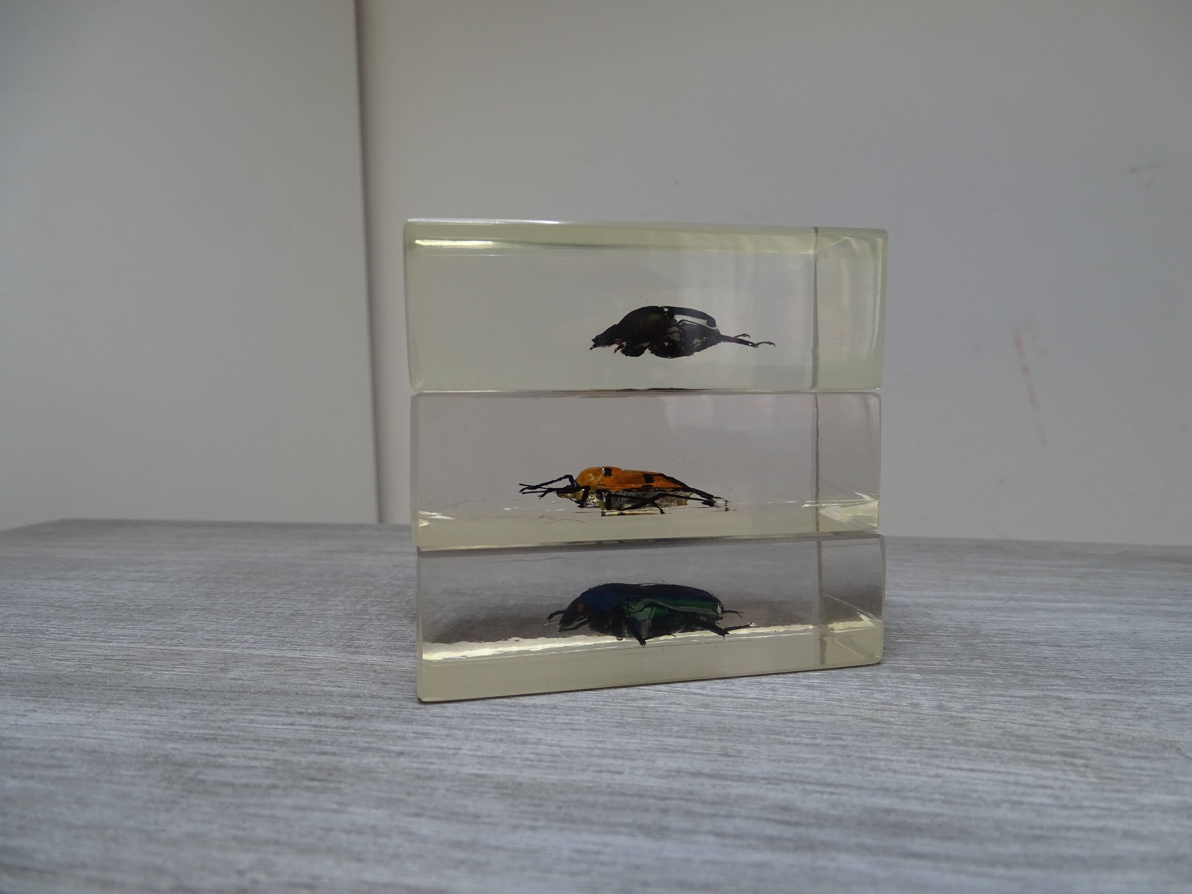 Lot 3 insectes sous inclusions résines vintage