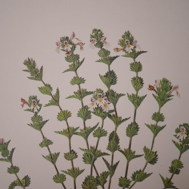 Botanical board, Glasses or ophthalmic grass