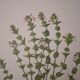 Botanical board, Glasses or ophthalmic grass
