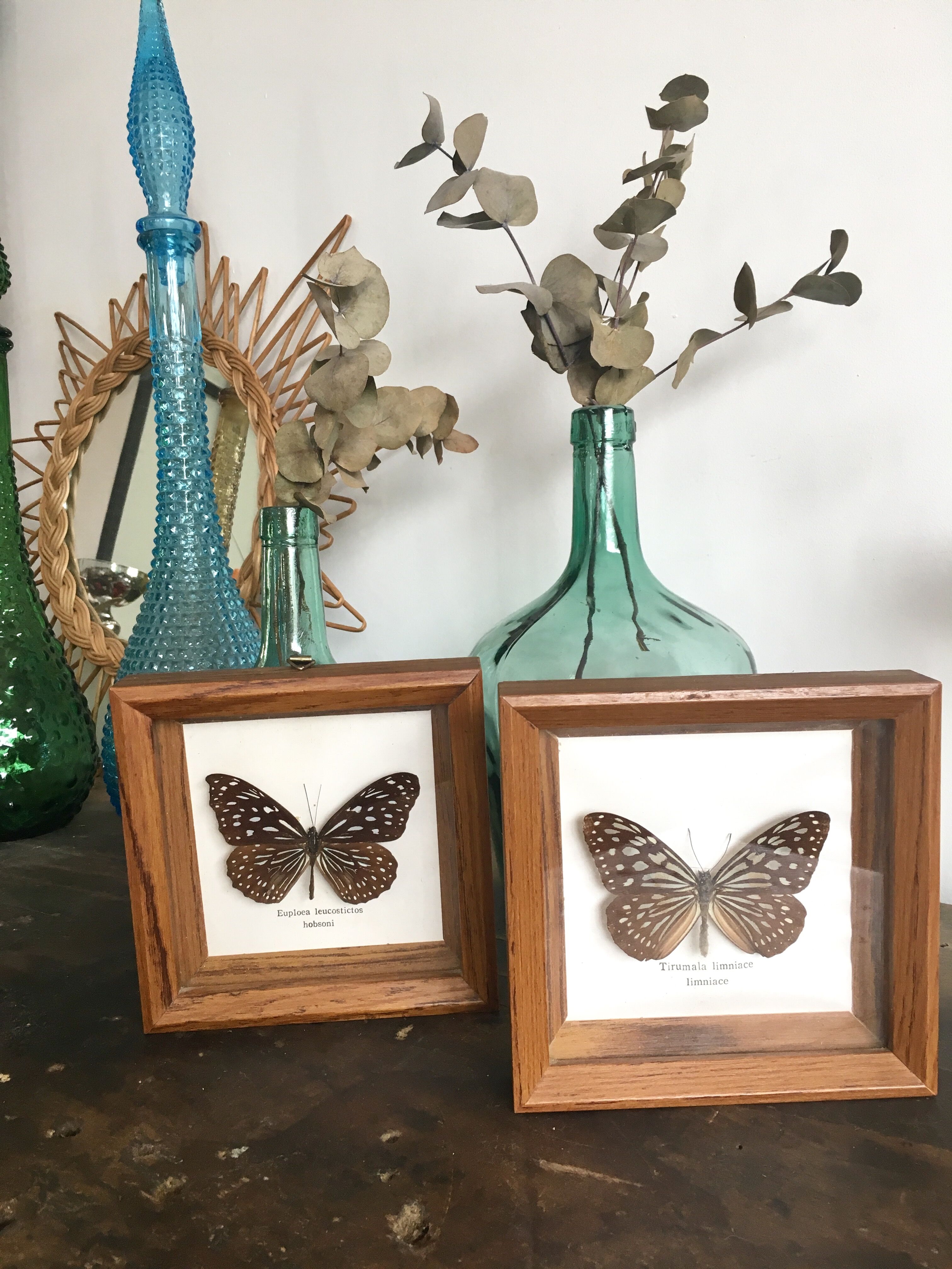 Lot of 2 frames naturalized butterflies