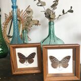 Lot of 2 frames naturalized butterflies