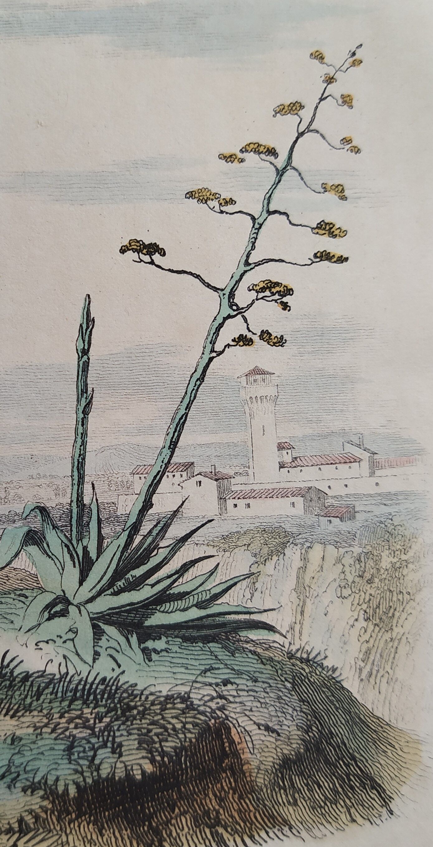 Original zoological plank "the Mulet" Buffon 1840