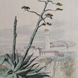 Original zoological plank "the Mulet" Buffon 1840