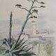 Original zoological plank "the Mulet" Buffon 1840