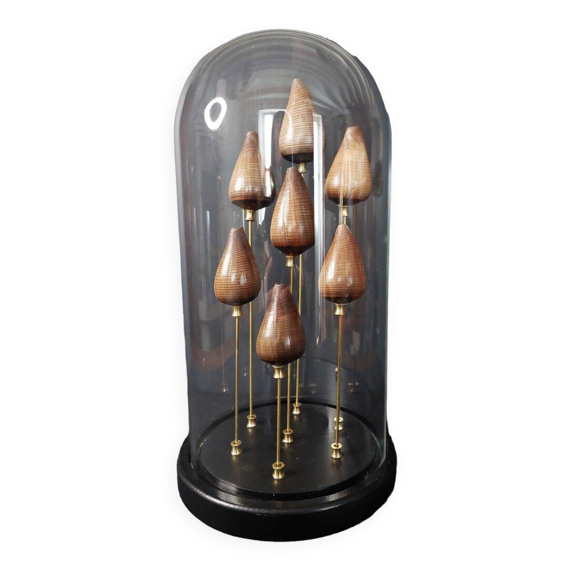 Cabinet de Curiosités globe aux coquillages conus figulinus
