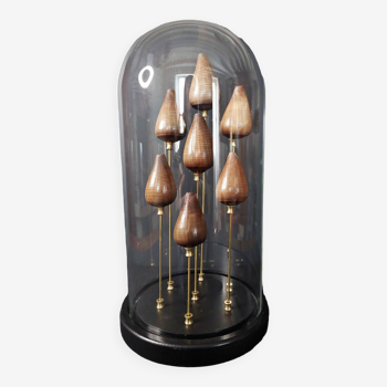 Cabinet de Curiosités globe aux coquillages conus figulinus