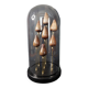 Cabinet de Curiosités globe aux coquillages conus figulinus