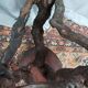 Brutalist bar stool made of vine wood