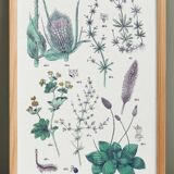 Poster on plants, after an engraving from 1881 (wild teasel, plantain, bedstraw, madder)