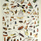 Entomological framework insects 1923