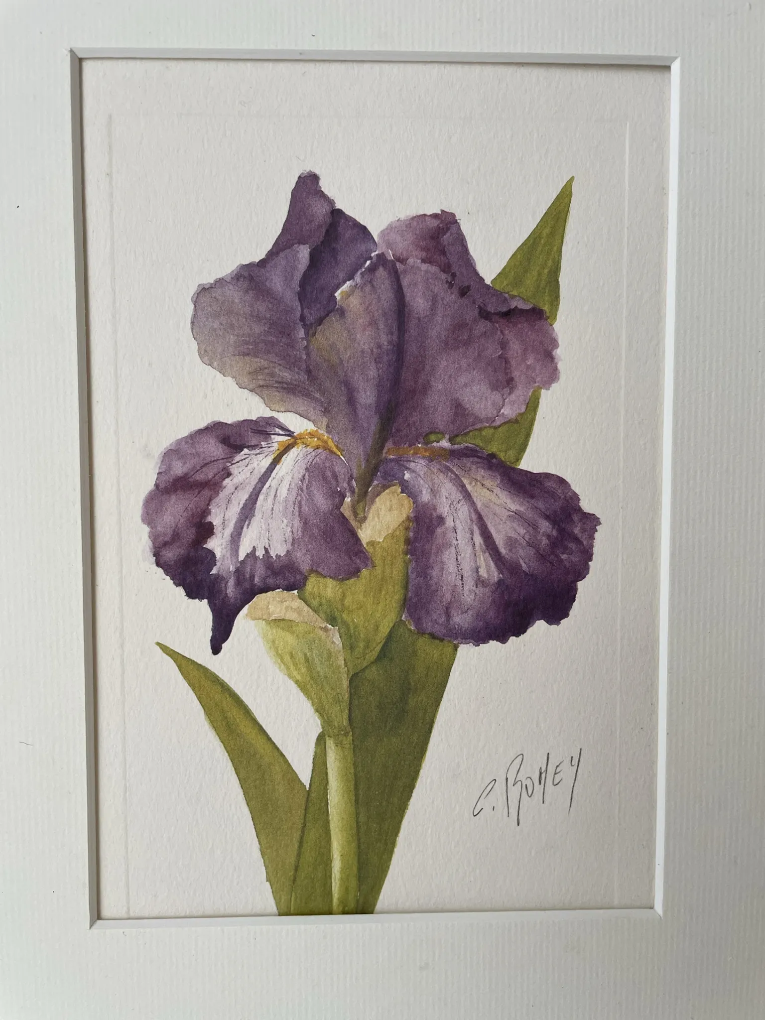 Duo d’aquarelles de Cecil Romey