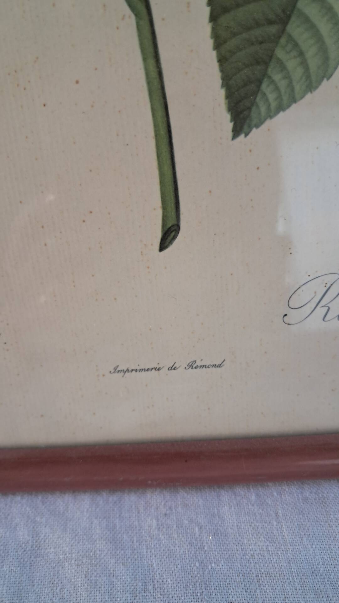 Botanical engraving Rosa Turbinata after Redouté — Vintage wooden frame