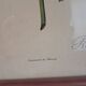 Botanical engraving Rosa Turbinata after Redouté — Vintage wooden frame