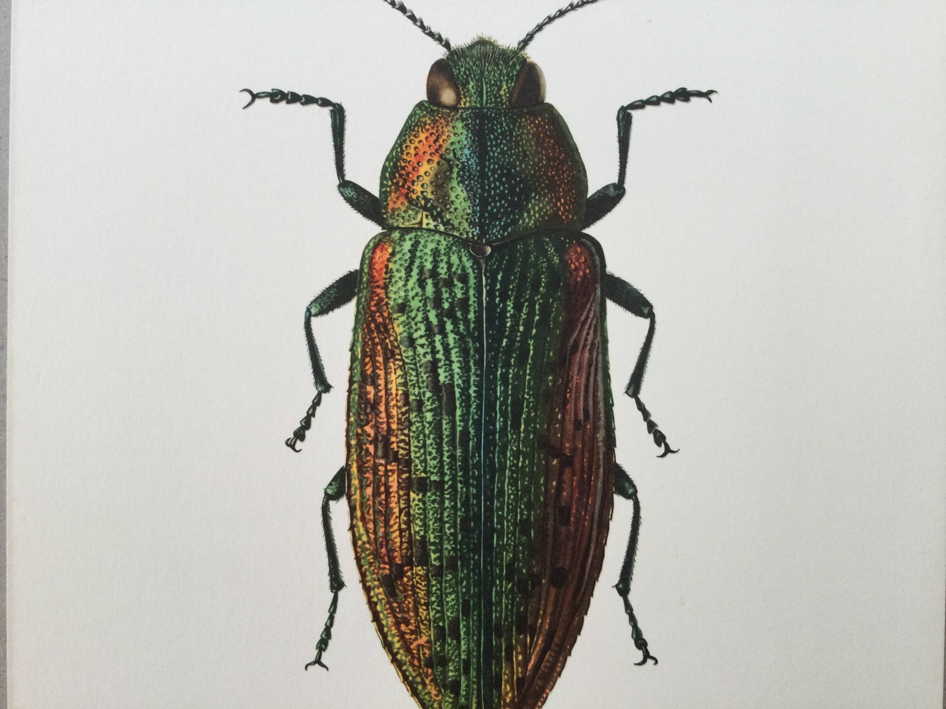 Vintage insect print. Original plate 1969.