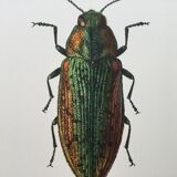 Vintage insect print. Original plate 1969.