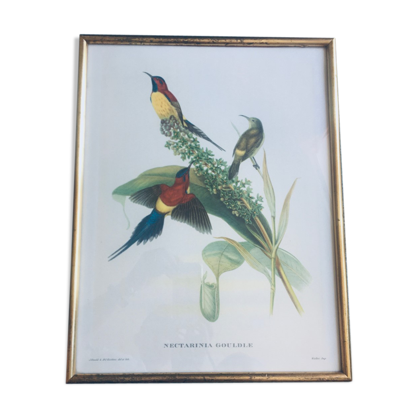 Framed lithography J. Gould - HC Richter