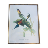 Framed lithography J. Gould - HC Richter