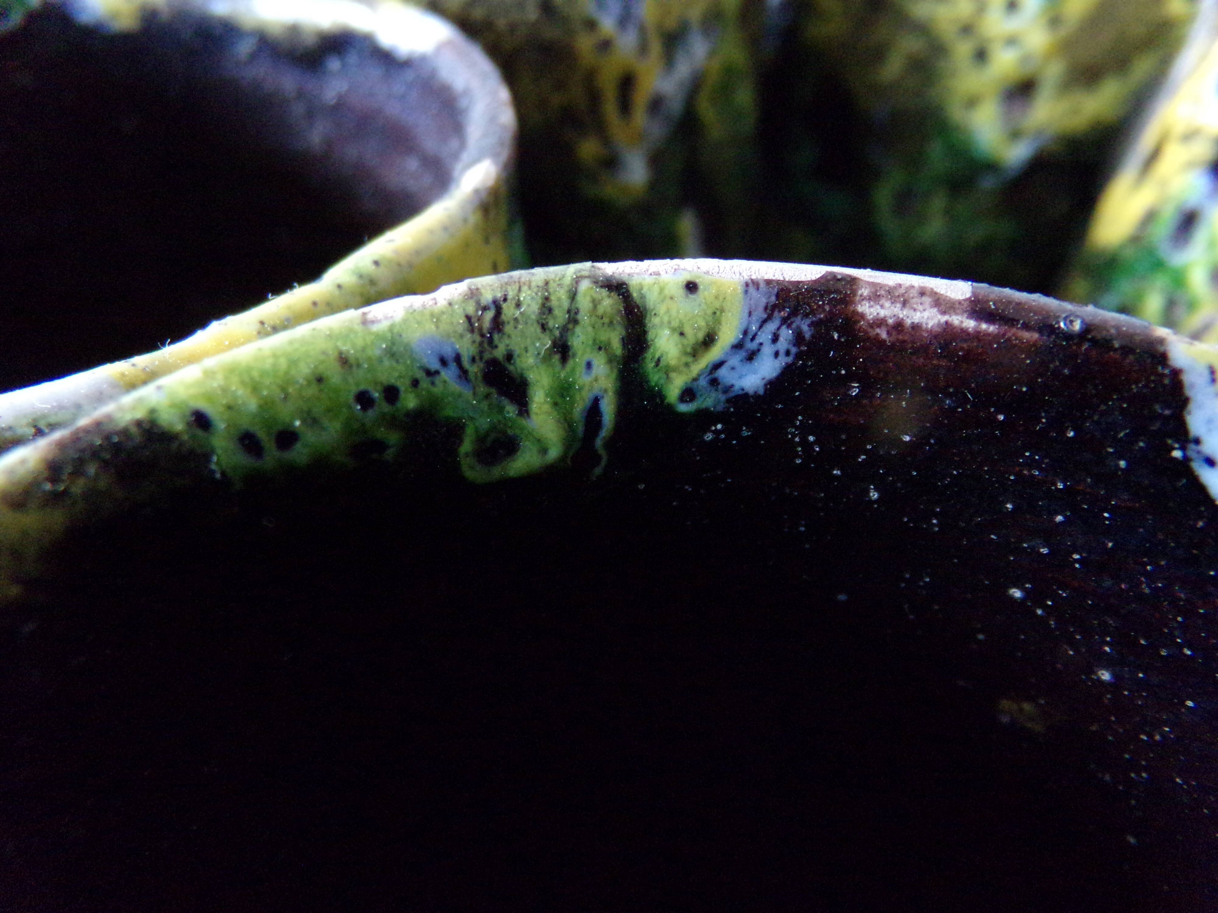 6 ceramic glasses from Toledo