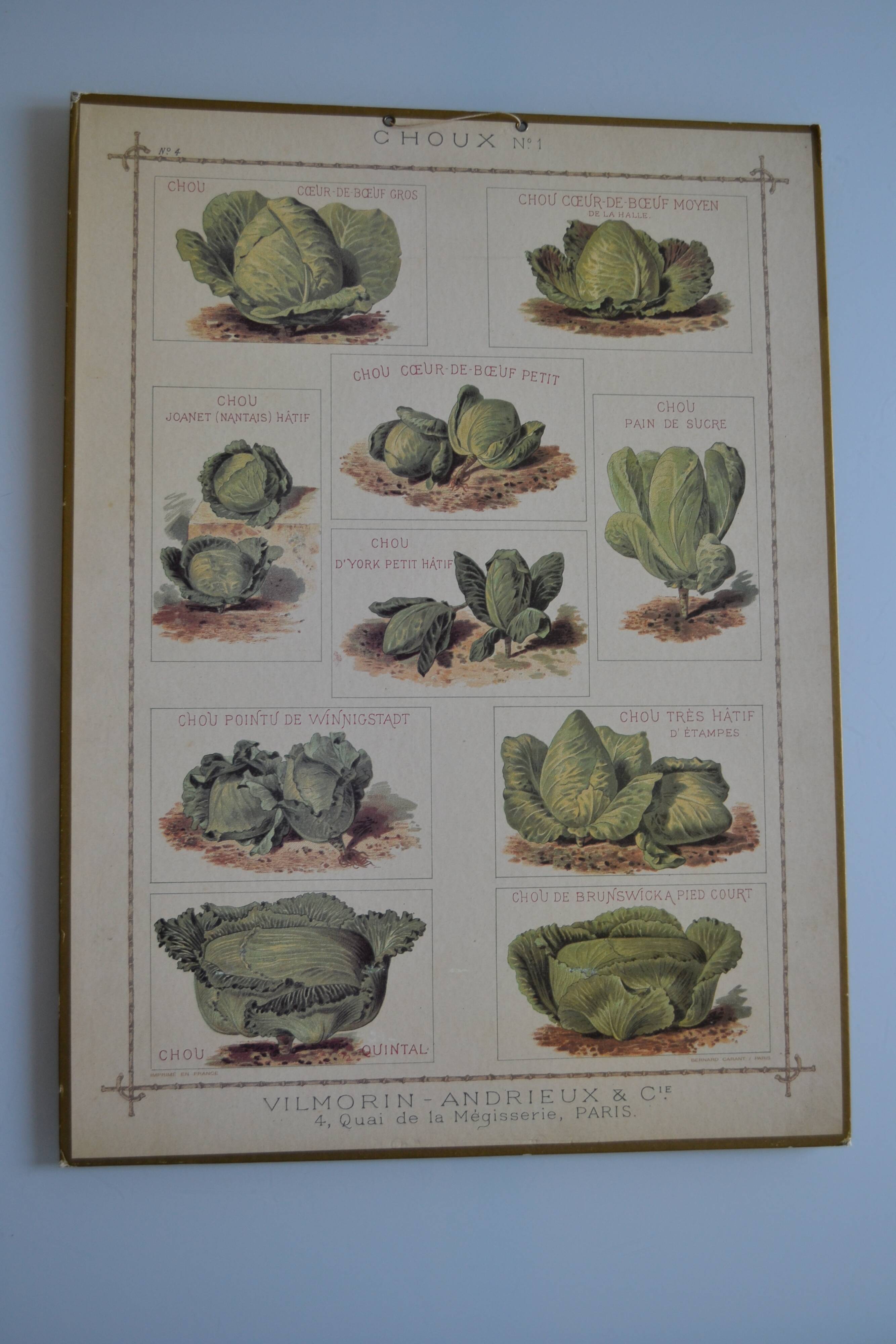 Vintage botanical poster "Cabbages"