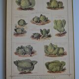Vintage botanical poster "Cabbages"