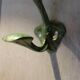 Patère Art Nouveau de Hector Guimard